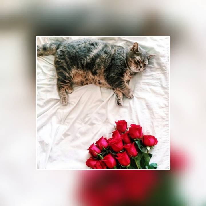Кот с розами