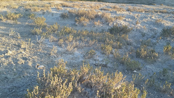 steep grass