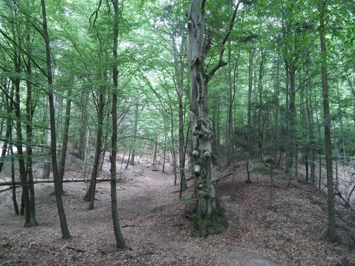 Polish forest