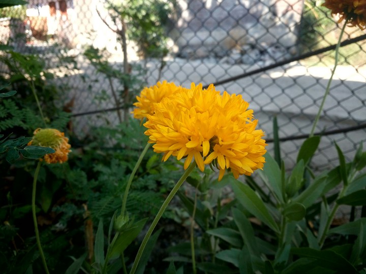 yellow flower