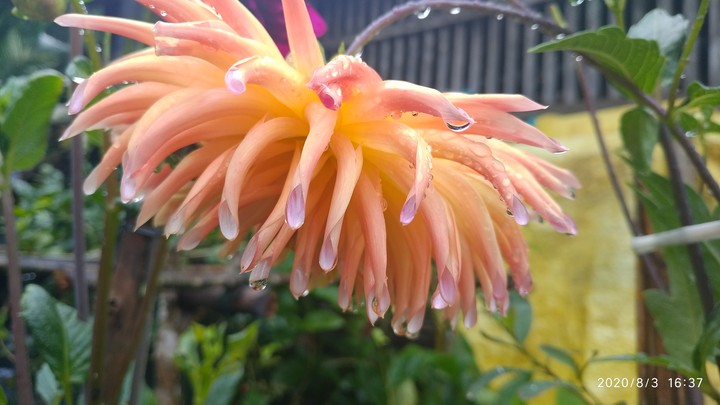 flower lover