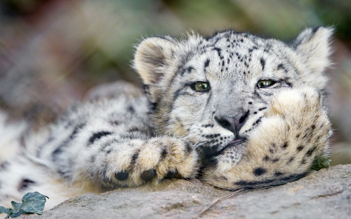 Snow Leopard