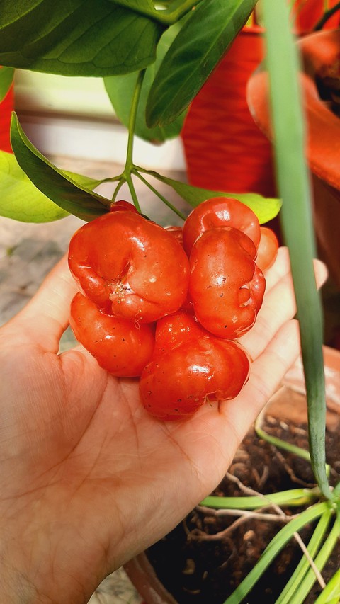 sfondi Ingredient, produce