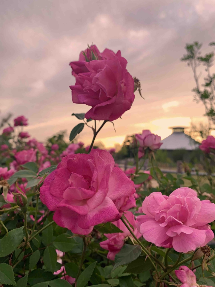 pink roses