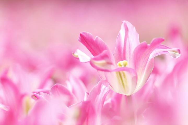 lily