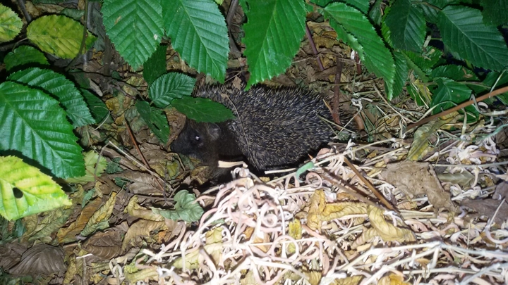 Igel
