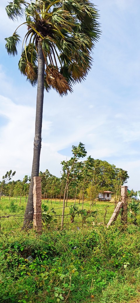 plant, landscape wallpapers