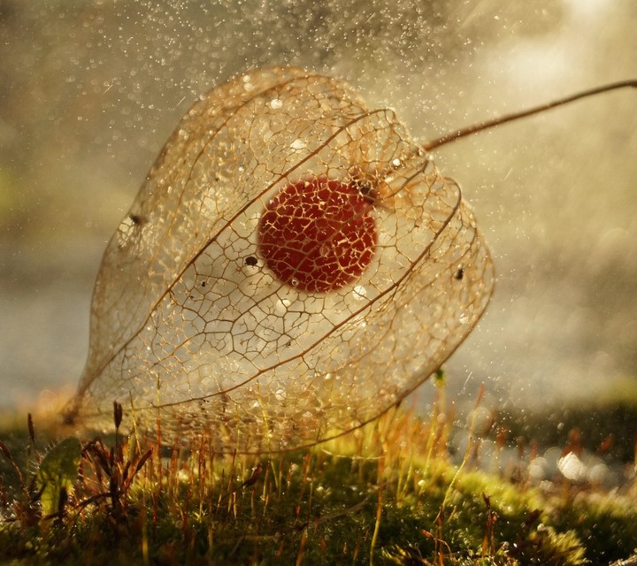 physalis