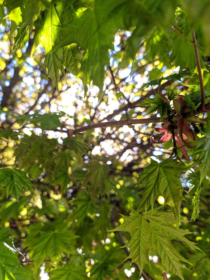 tree