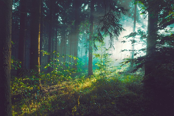 ....|Forest|....
