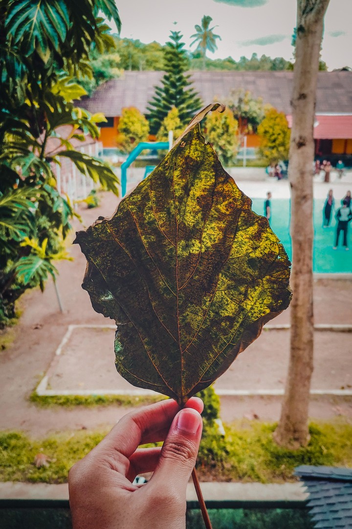 L E A F