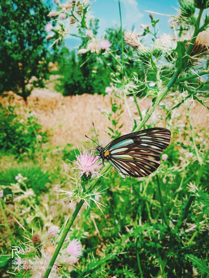 Butterfly