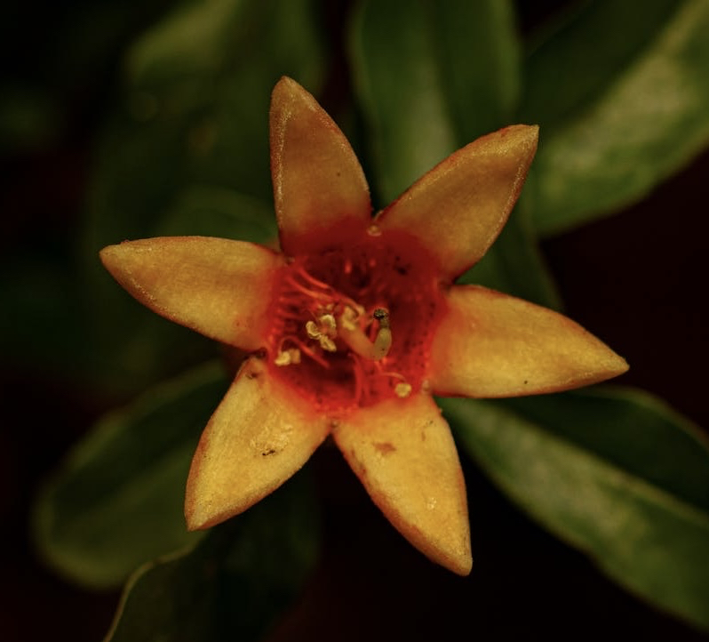 sfondi flower, petal
