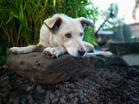 Dog