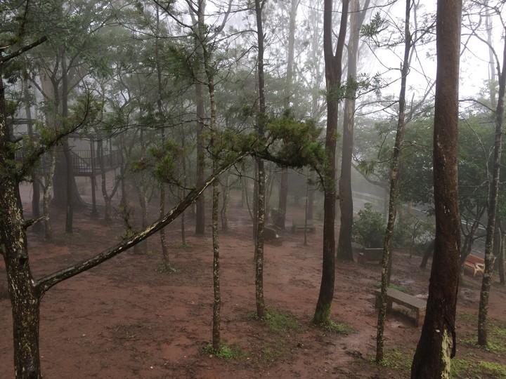 trees