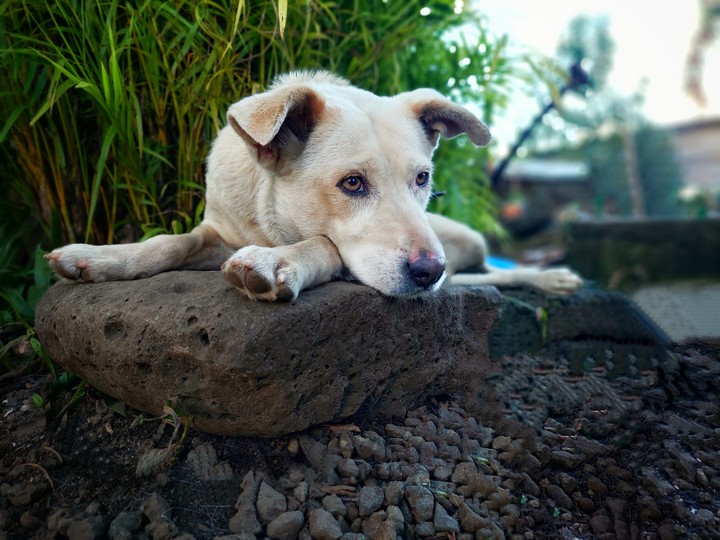 Dog