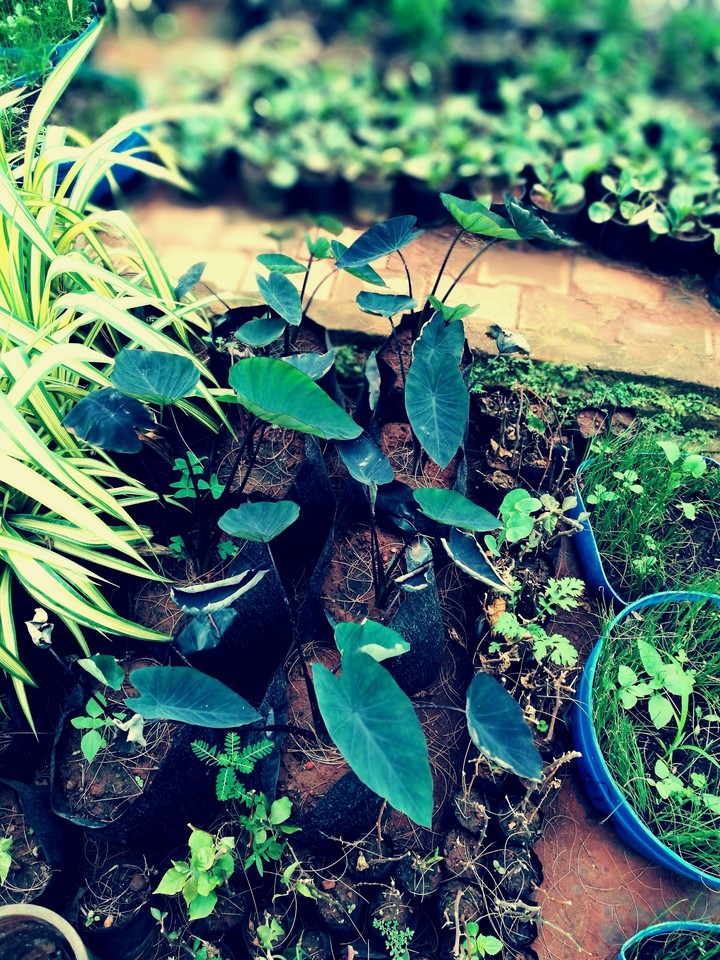 green