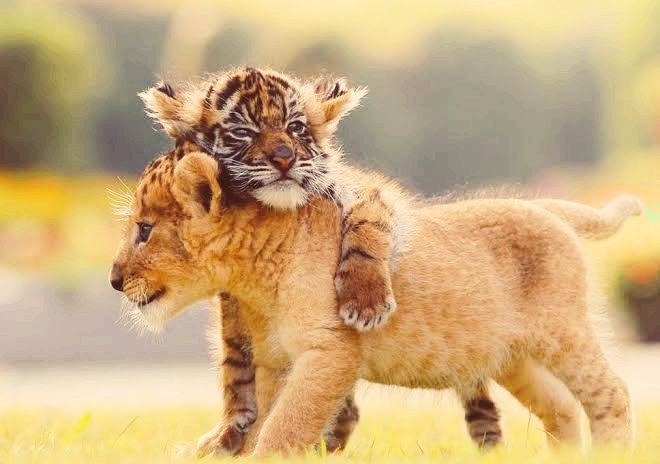 FRIENDS FOREVER