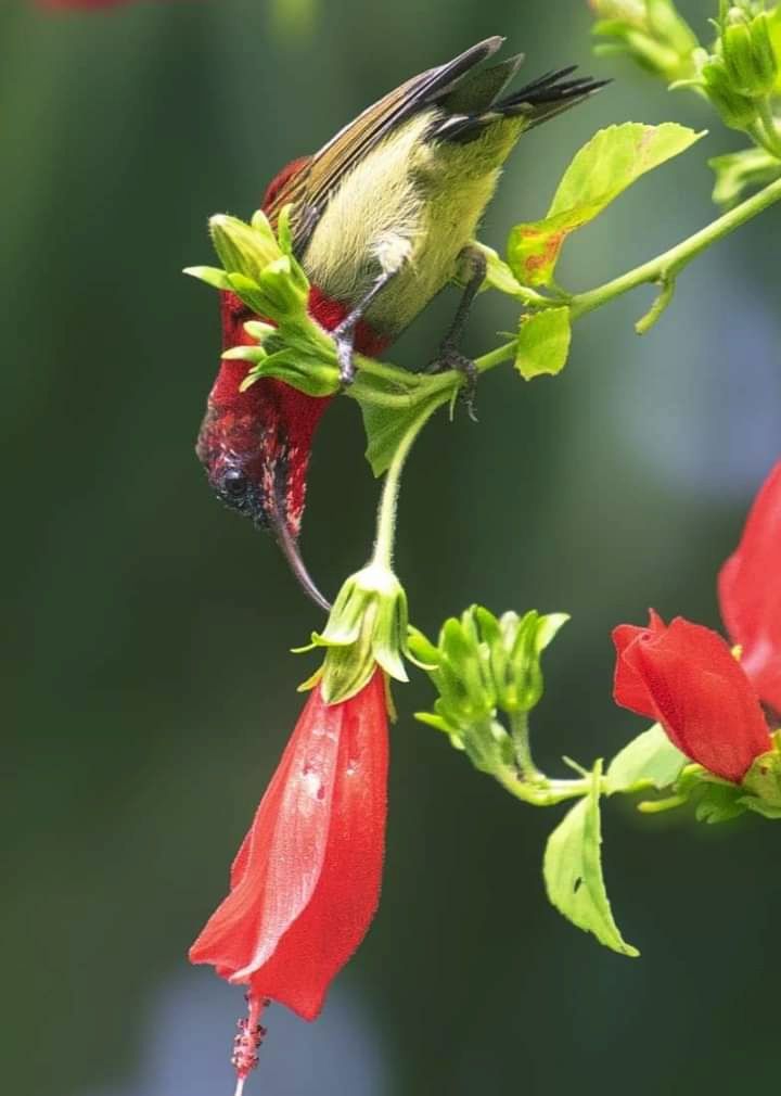 Bird