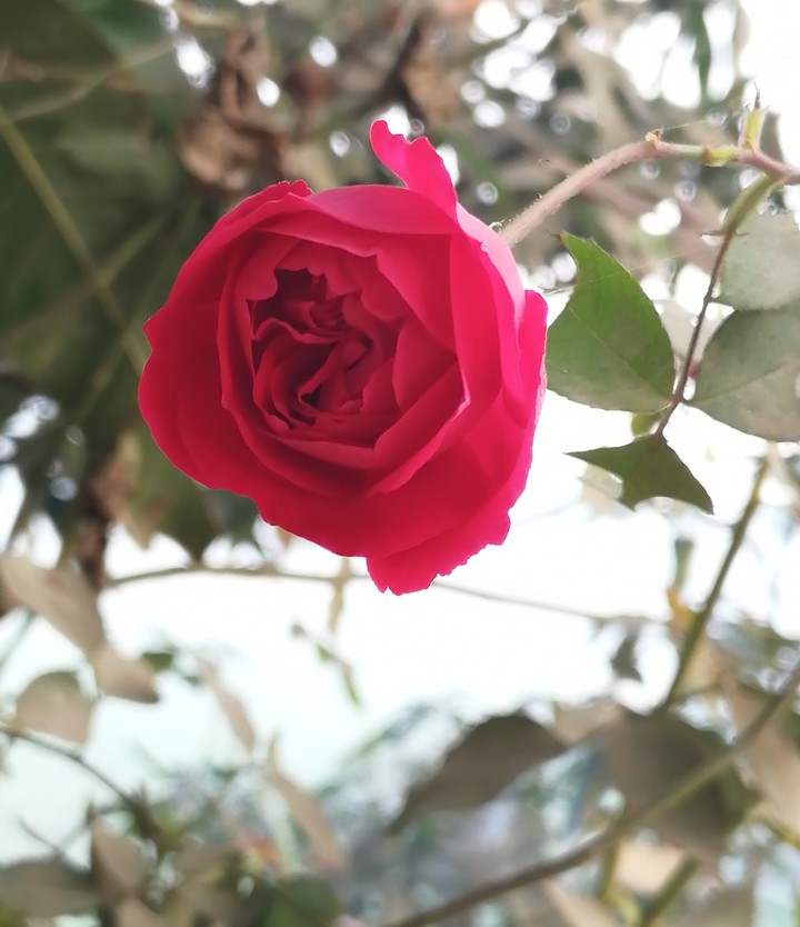 Red beauty