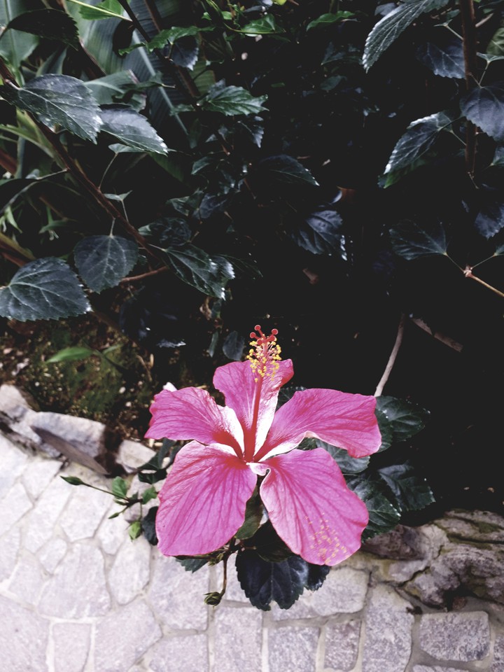 花
