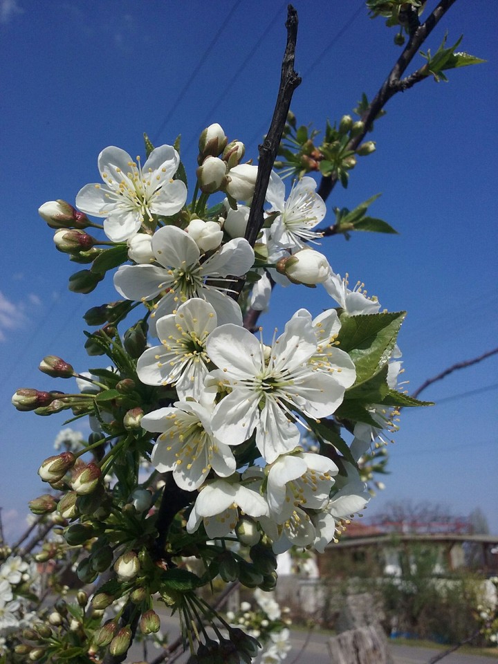 spring