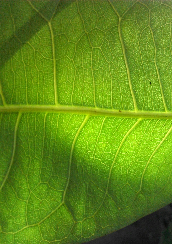 Green leaves.