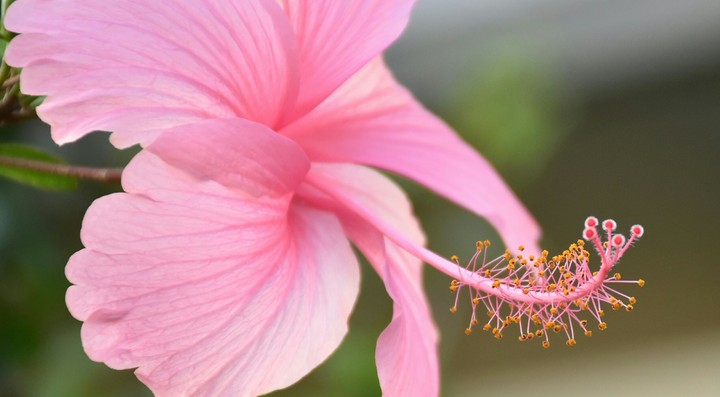 Jaswand flower 