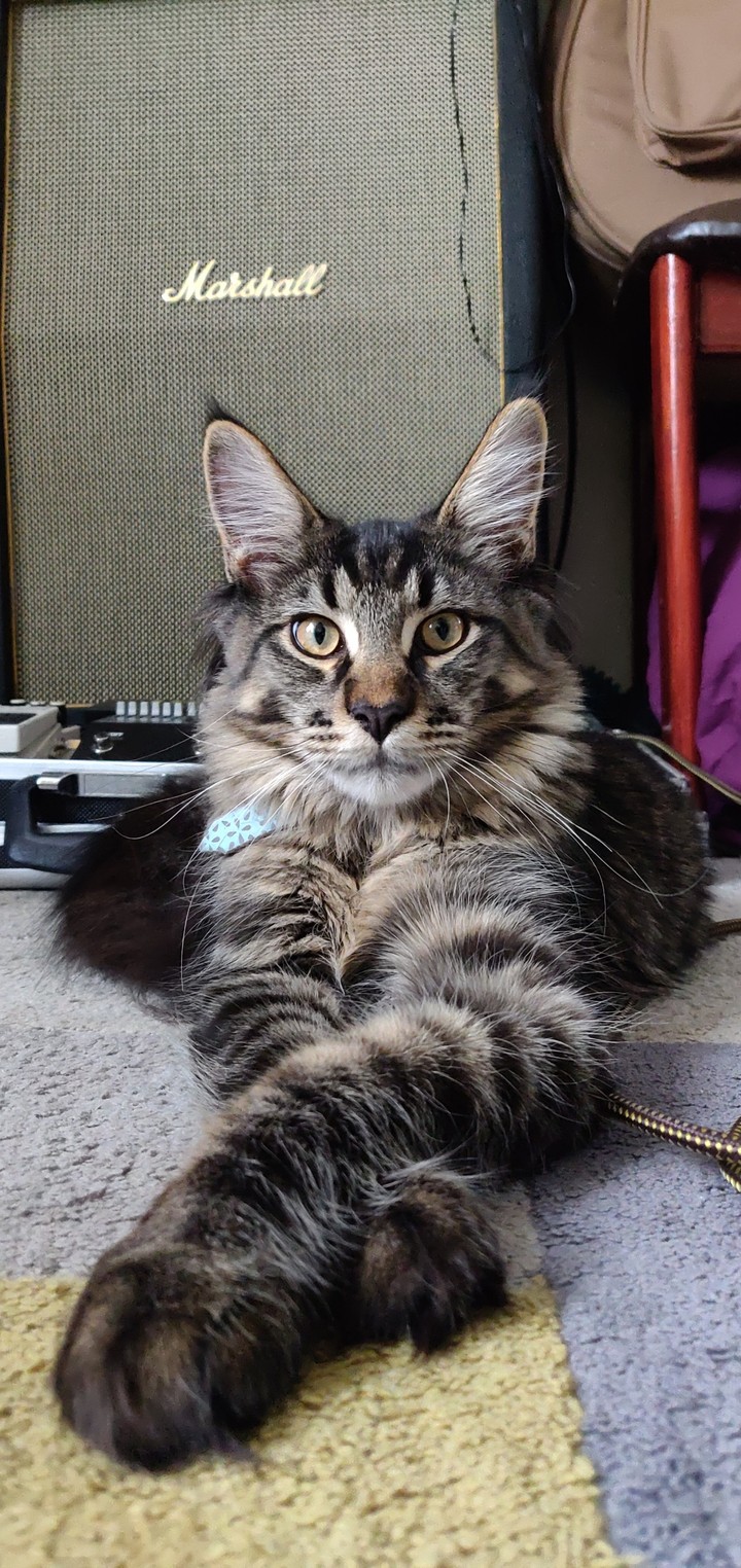 magestic mainecoon
