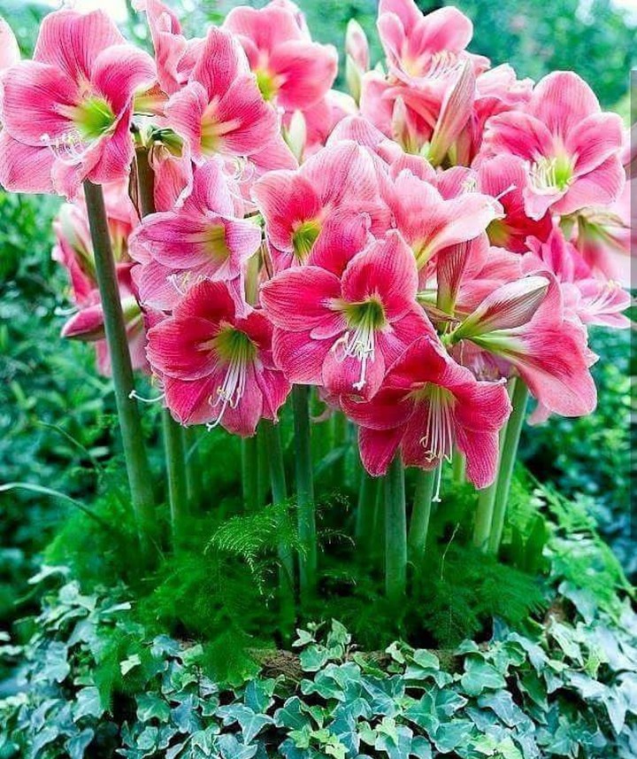 lilium