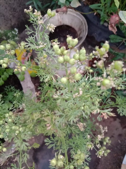 Dhaniya