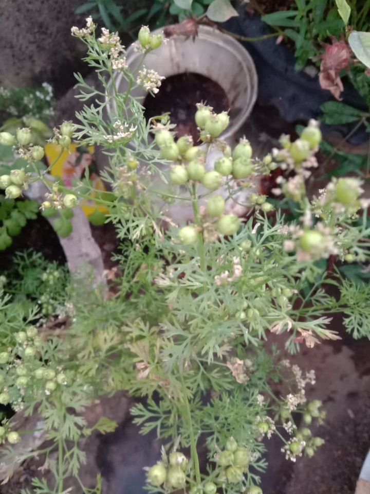 Dhaniya