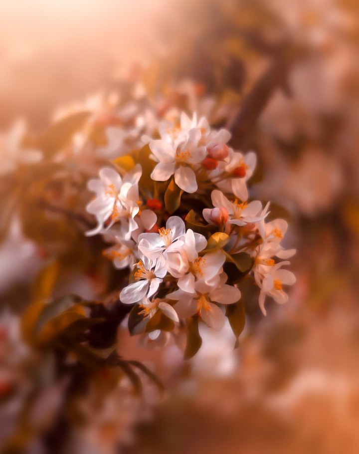 Cherry Blossom