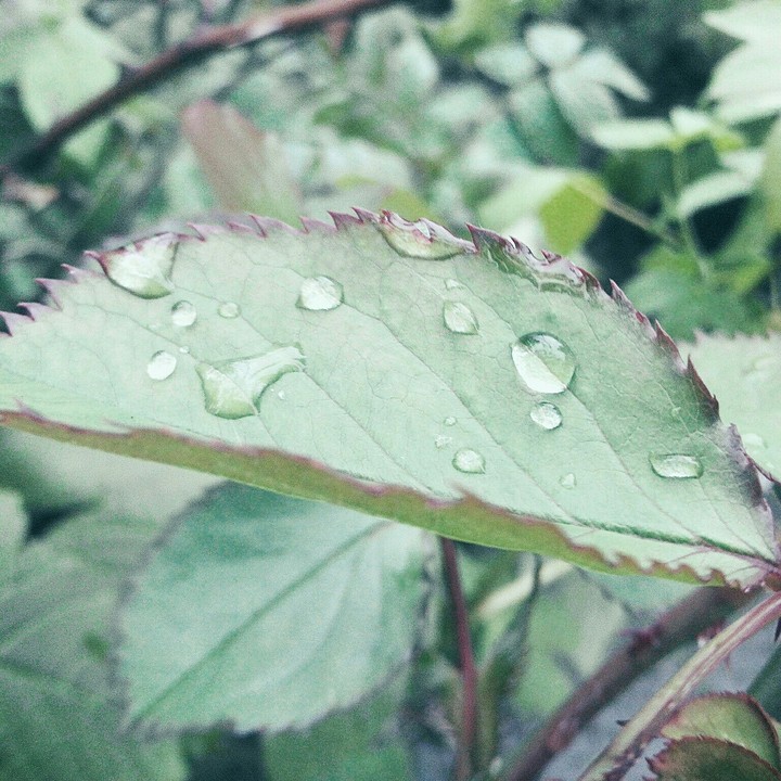 Wеt leaf