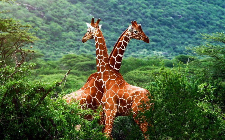 Giraffe