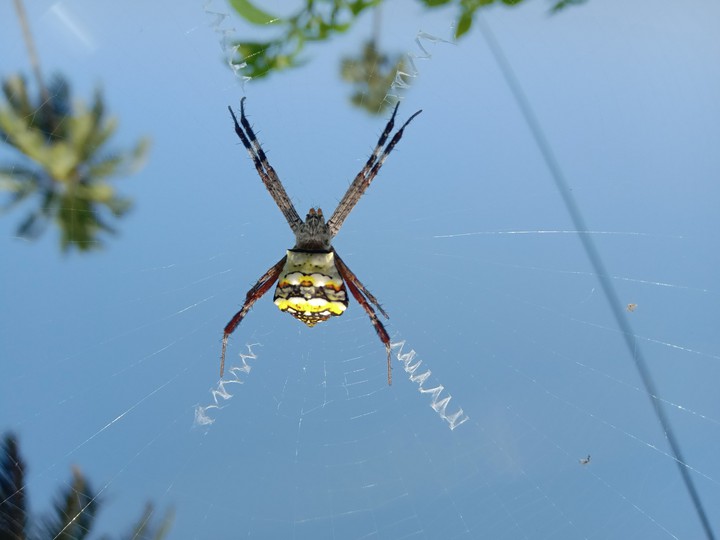 spider
