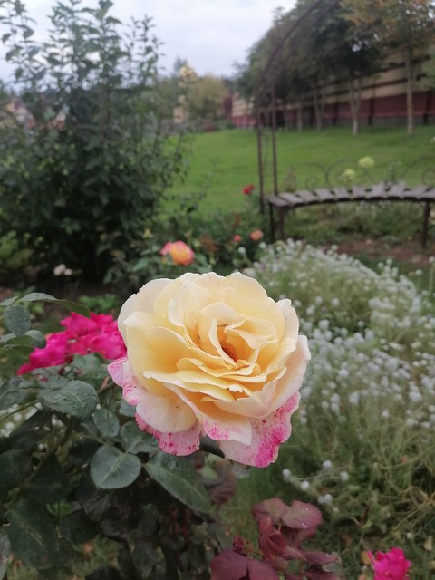 sfondi pink, rose