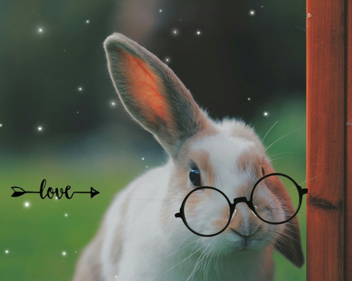 Bunny