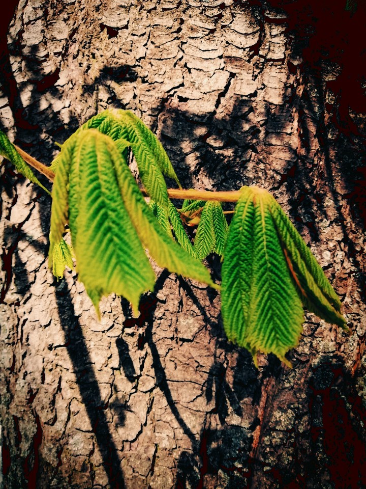 chestnut