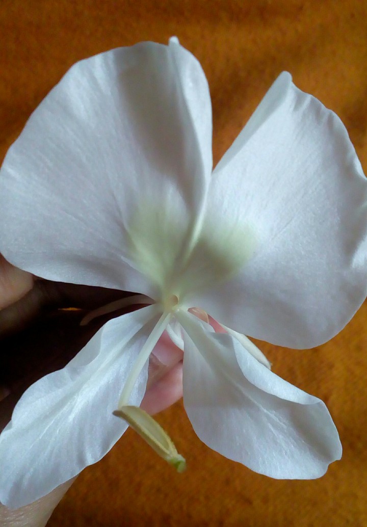 Lilly
