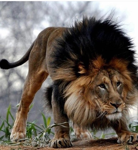 lion