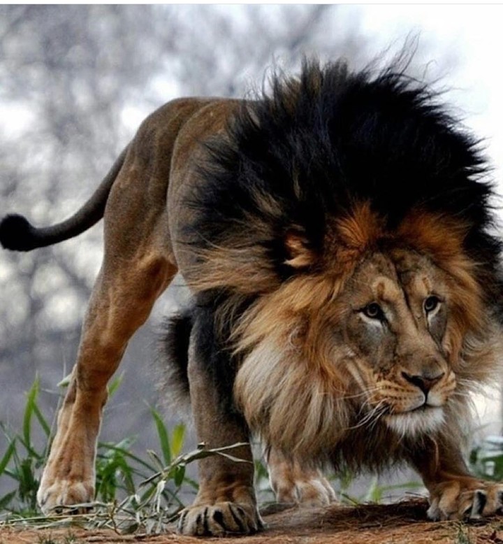 lion