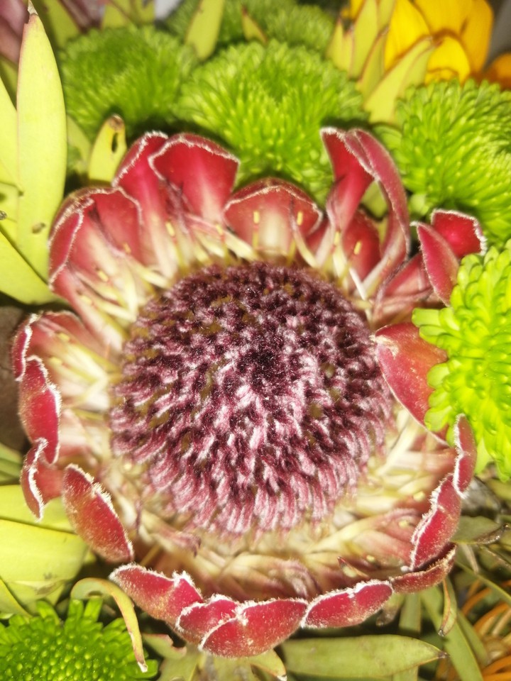 Protea