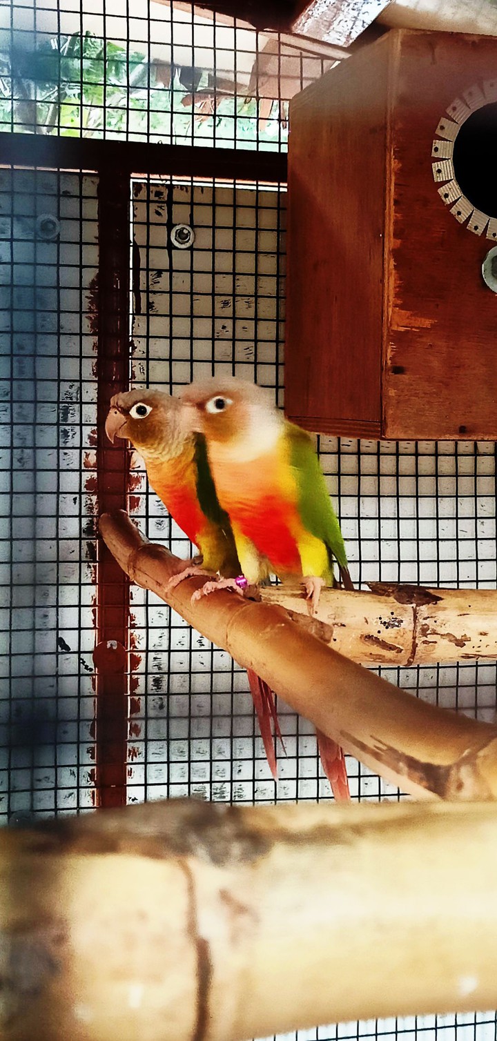 bird's