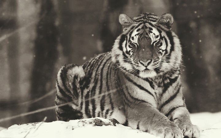 tiger