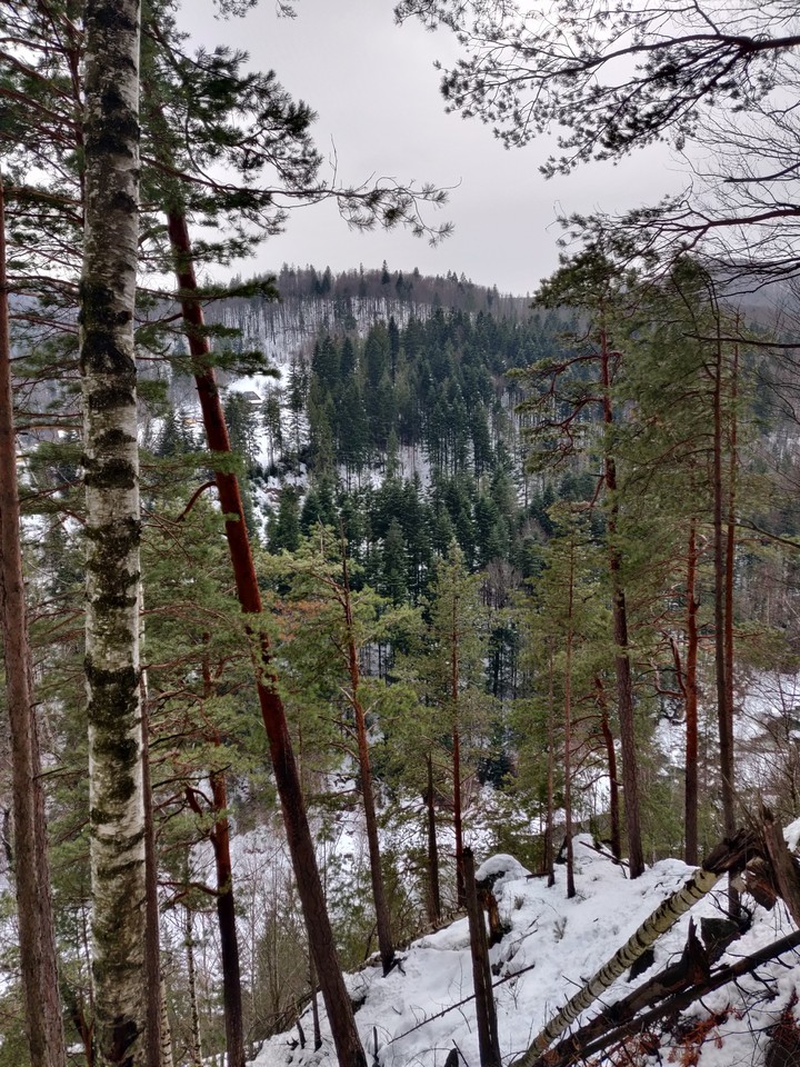 Forest