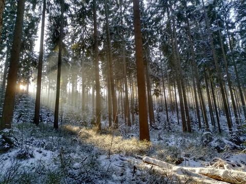 winter sunlight