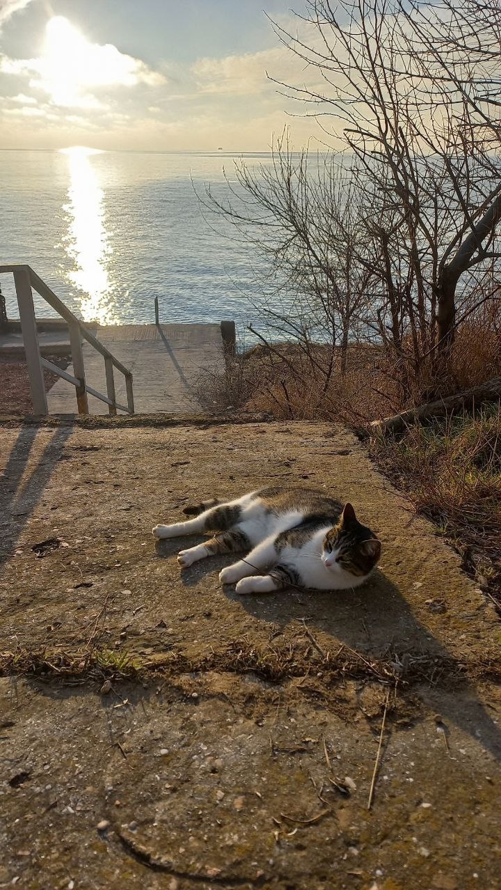 Кот