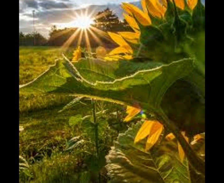 sun
