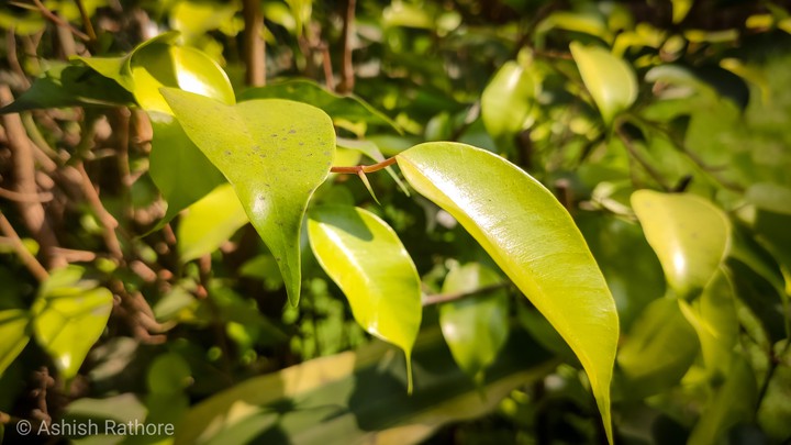 Green nature